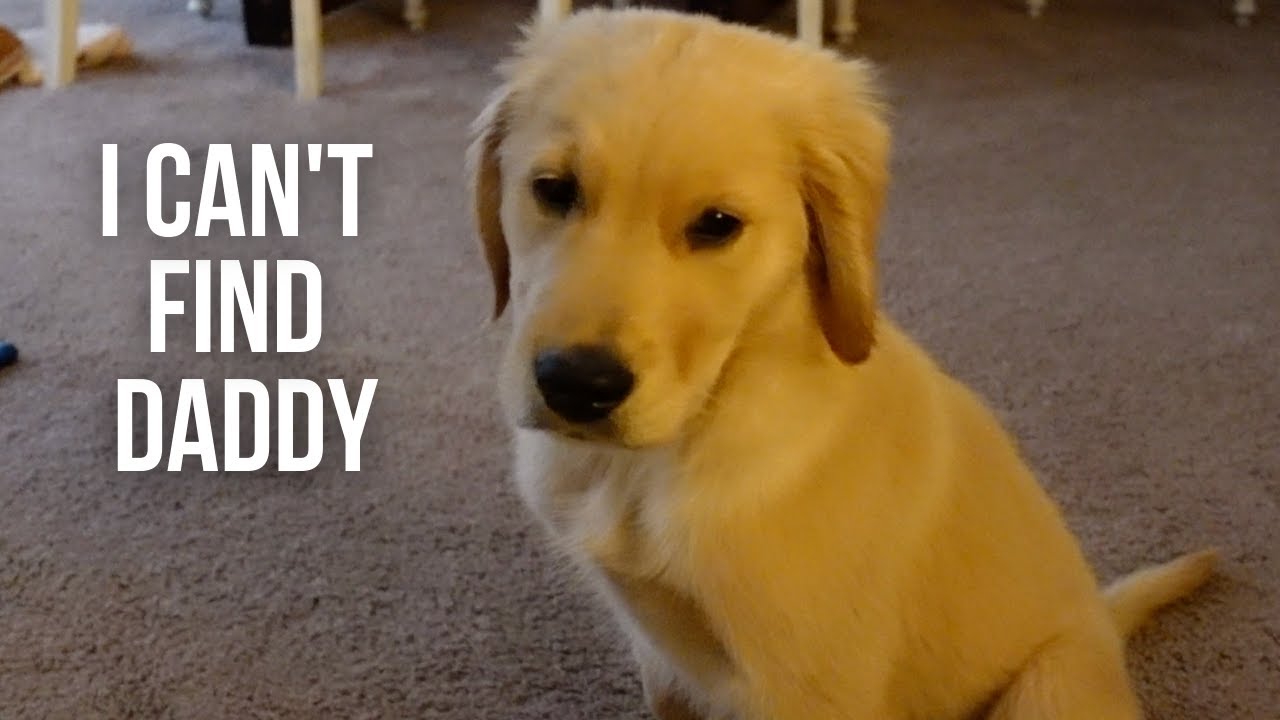 Puppy Cries When He Can't Find Dad | Golden Retriever Puppy