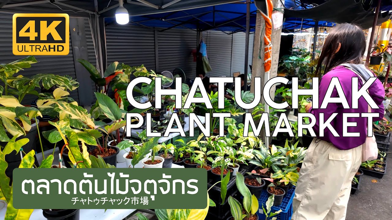 ตลาดต้นไม้จตุจักร 6 กุมภาพันธ์ 2568 Chatuchak Plant Market February 6th, 2025 チャトゥチャック市場 バンコク タイ