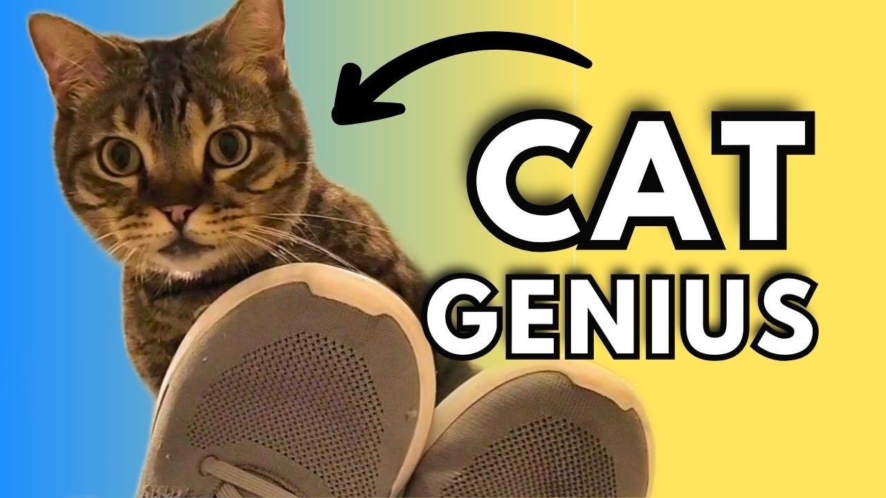 Proof Cats Are Smarter Than You Think