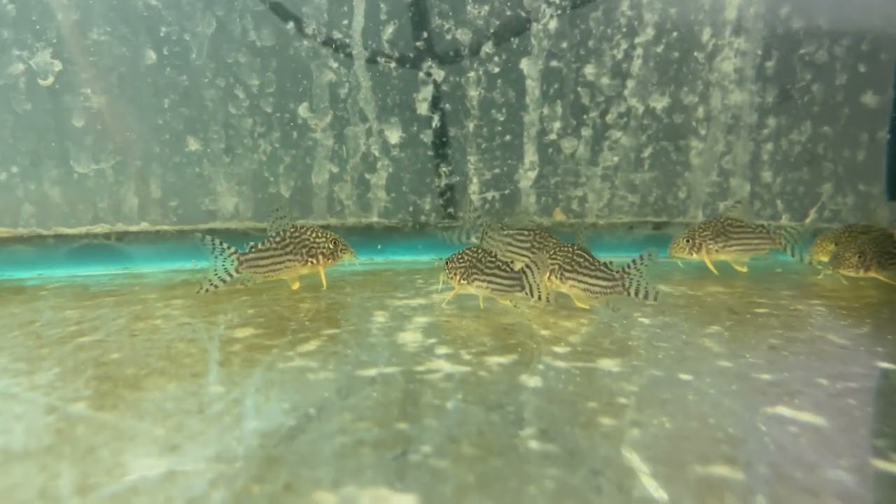 Corydoras: Sterbai Cory Cat (Corydoras Sterbai)