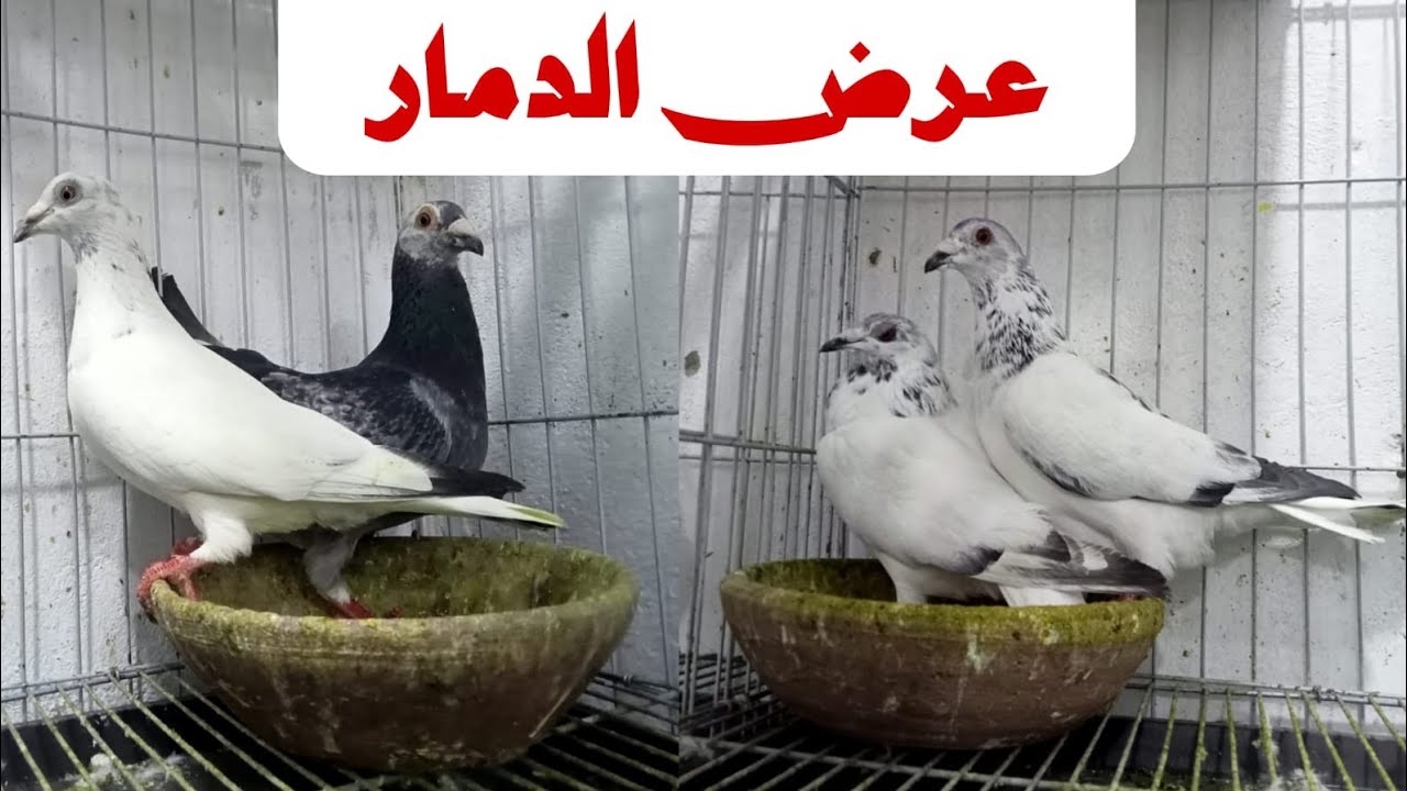 عرض الدمار مجموعه قصوص كليزرات تحفه ت/01275228515 #النجار_فوق 