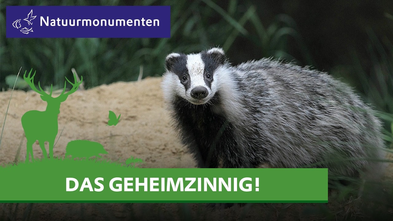 De Das - Fascinerende feiten over dit schuwe dier | Dieren in Nederland