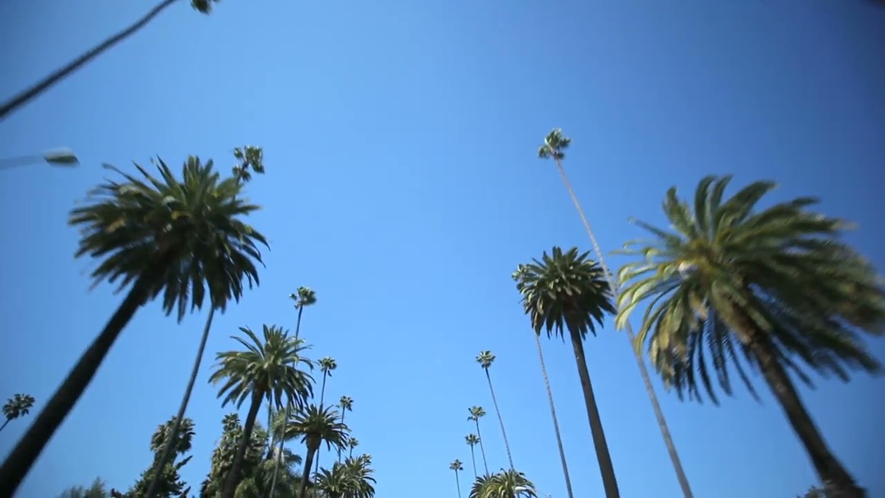 Palm Tree Stock Footage - Free HD Video 4K - No Copyright