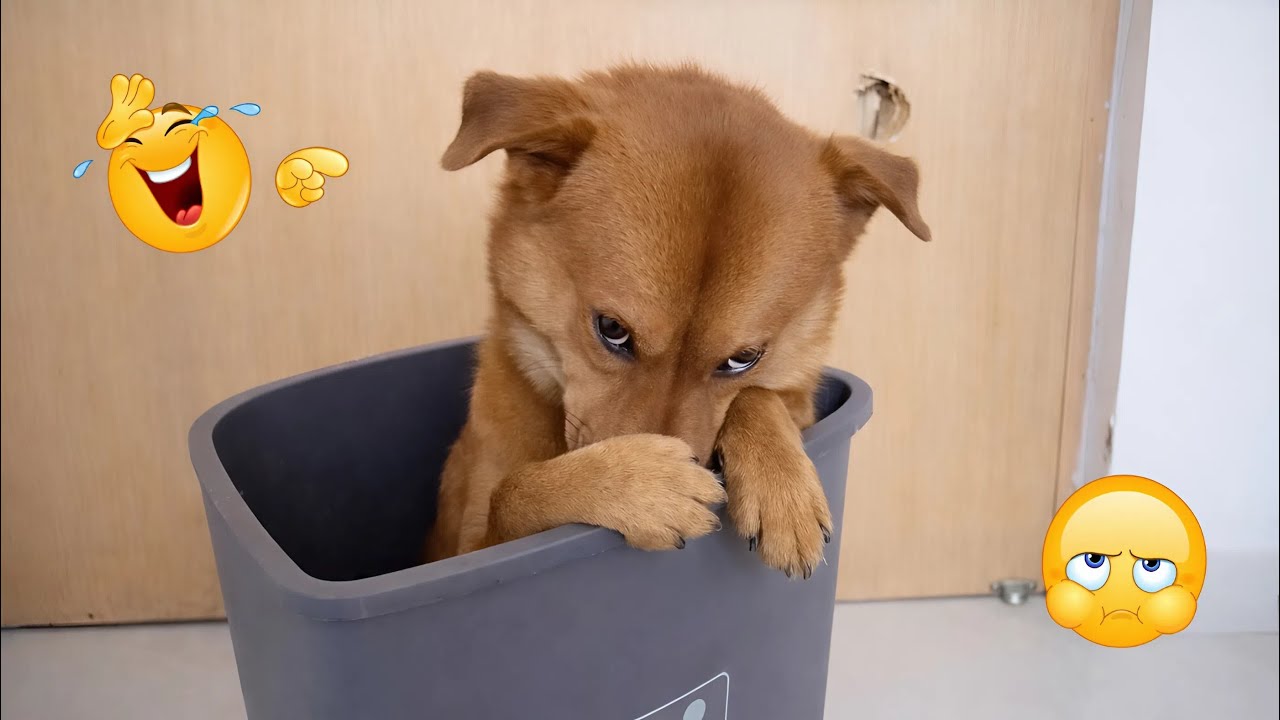 2025 Is Almost Over&hellip; But These Dogs Are Still Pure Comedy 😂🐶 Funny Dog Videos 2025 #24
