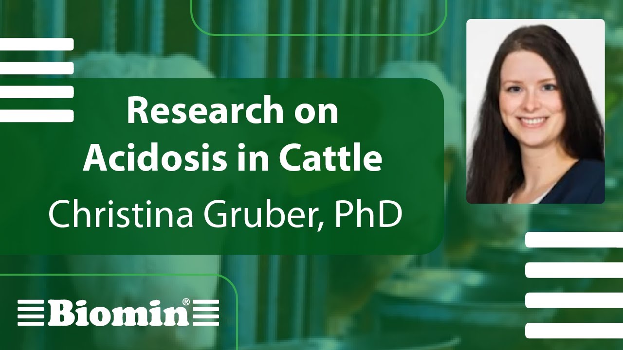 Research on Acidosis in Cattle