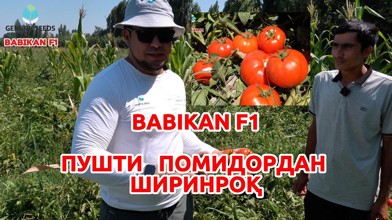 BABIKAN F1 қизил помидор