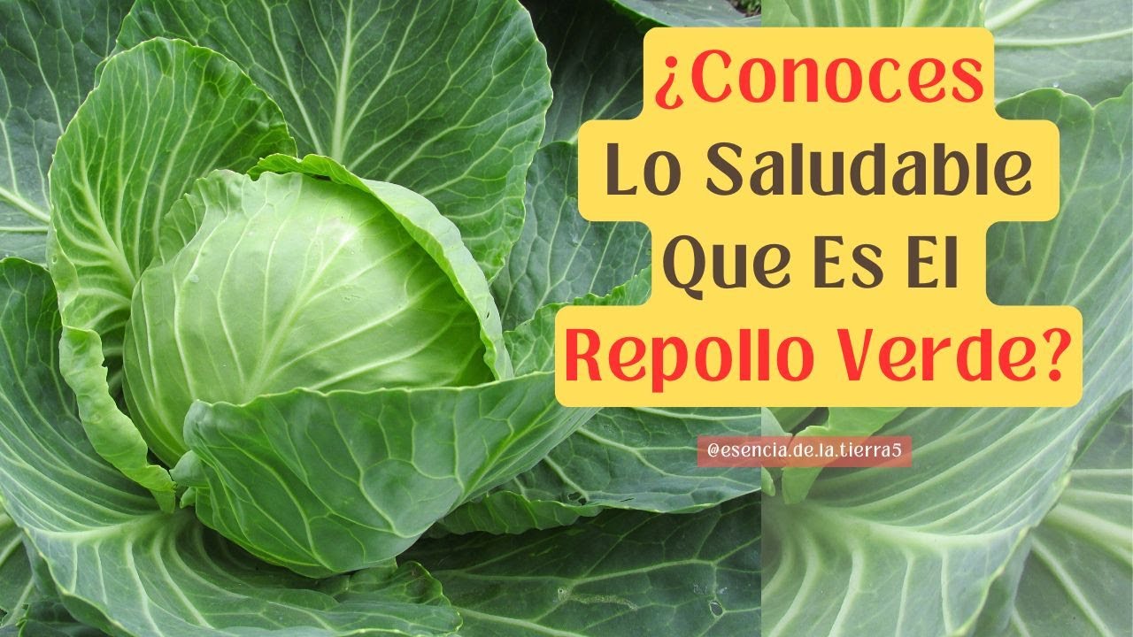 ¿Conoces Lo Saludable Que Es El Repollo Verde?