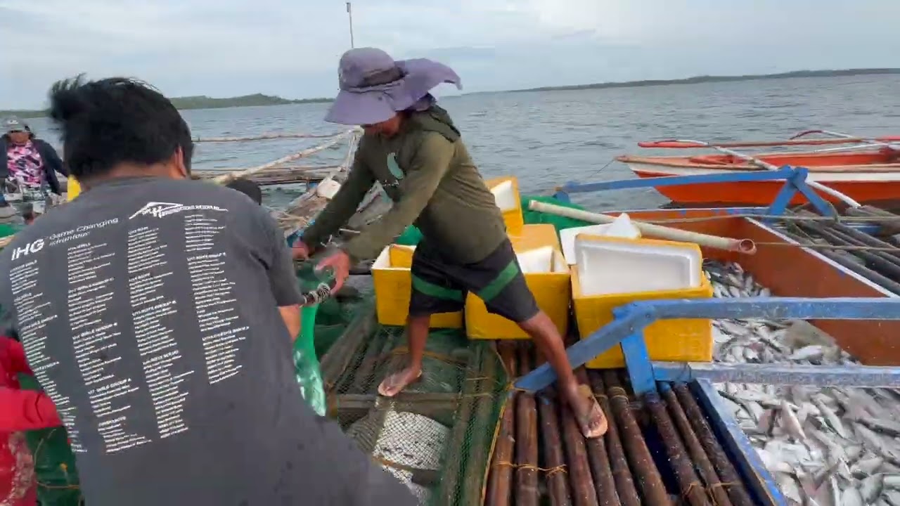 Marine Cage Milkfish Harvest