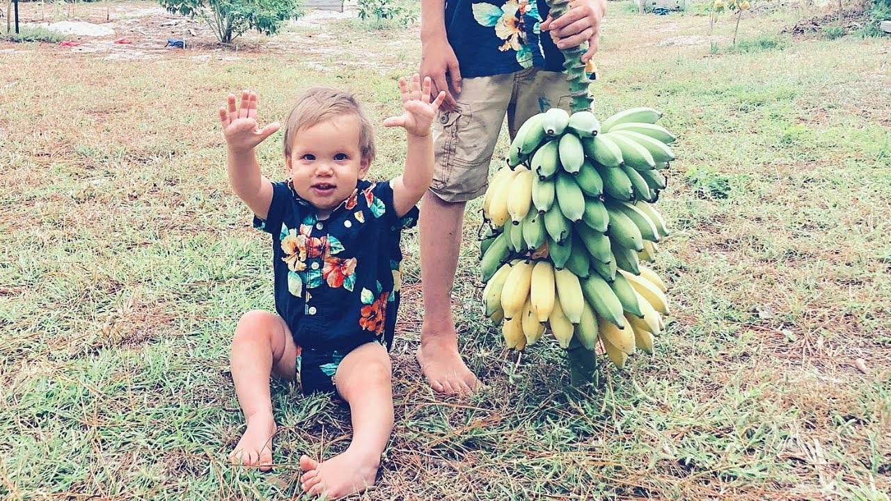 Harvesting Bananas || Blue Java Ice Cream Bananas