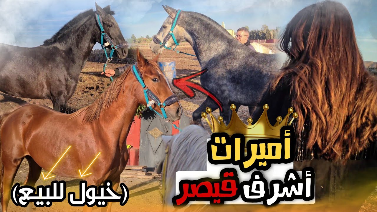 قيصر مطلعش ساهل كاسب جدعات ملكيات واحدة بنت أحد أفضل الفحول في المغرب وشوفوا الخيول مطروحة للبيع 😱