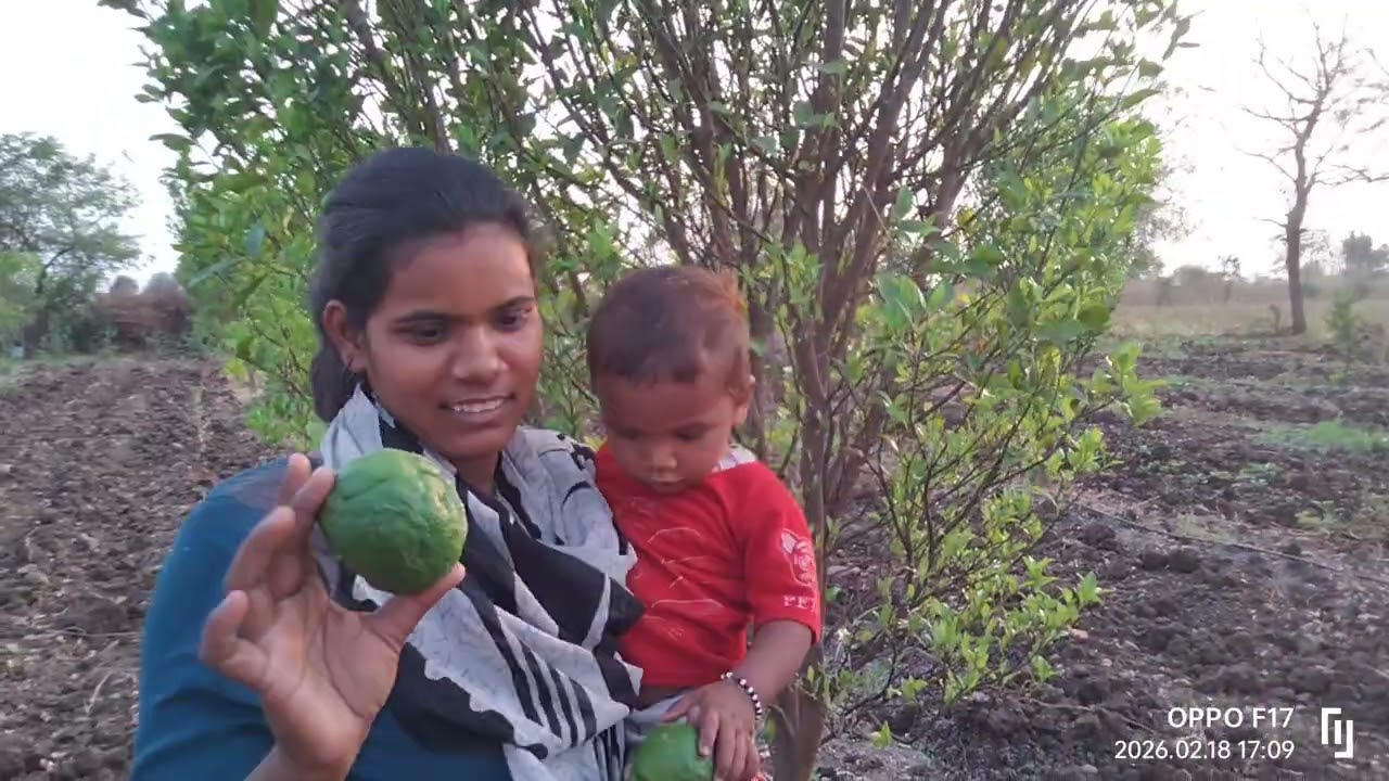 संतरा के बगीचेमें क्या होता है