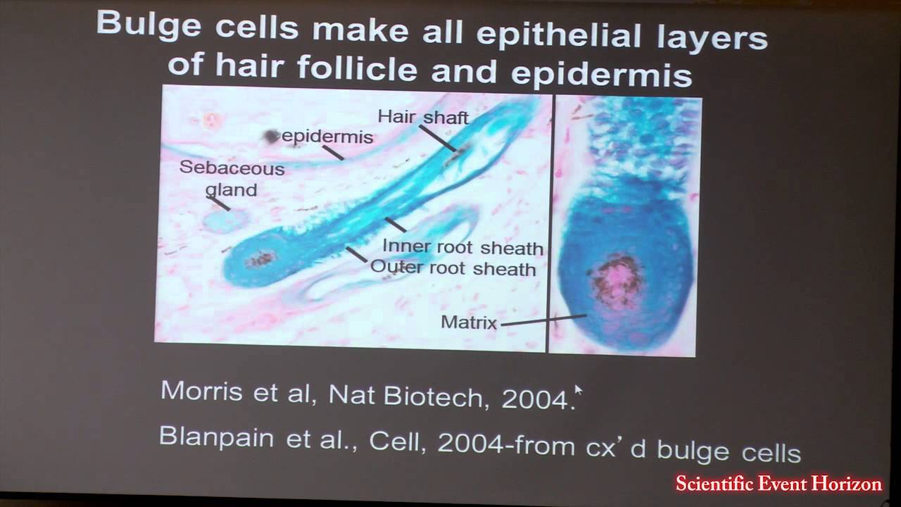 Dr George Cotsarelis - Follicular Stem Cells