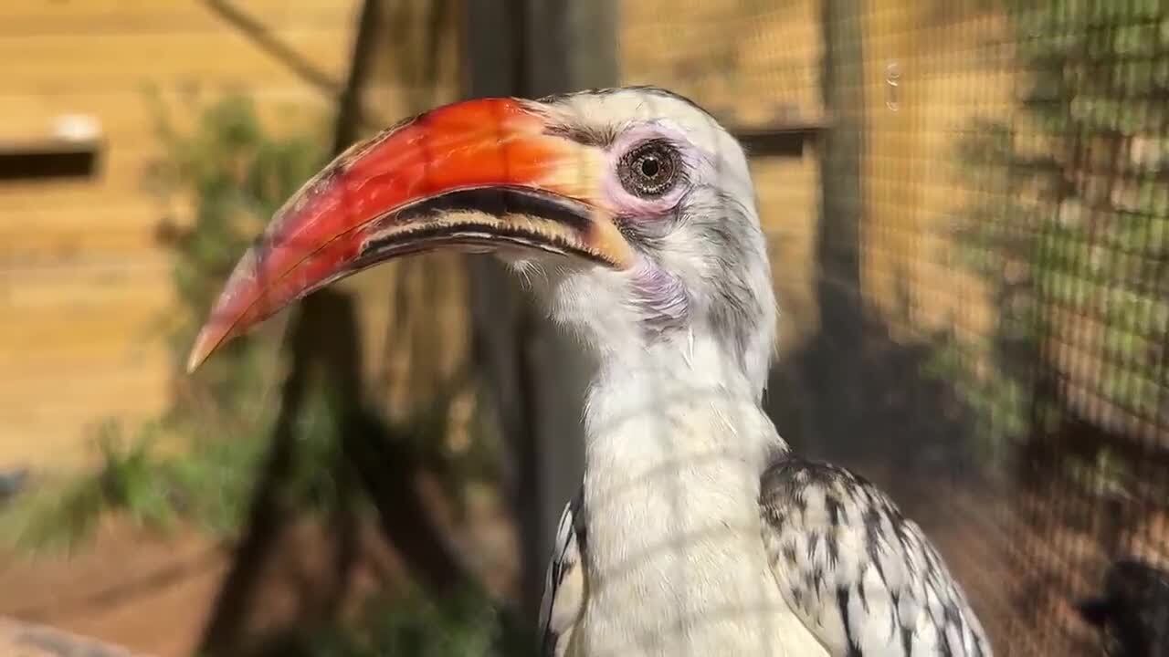 Tropical Treasures takes flight: Inside the new immersive aviary at the North Florida Wildlife Ce...