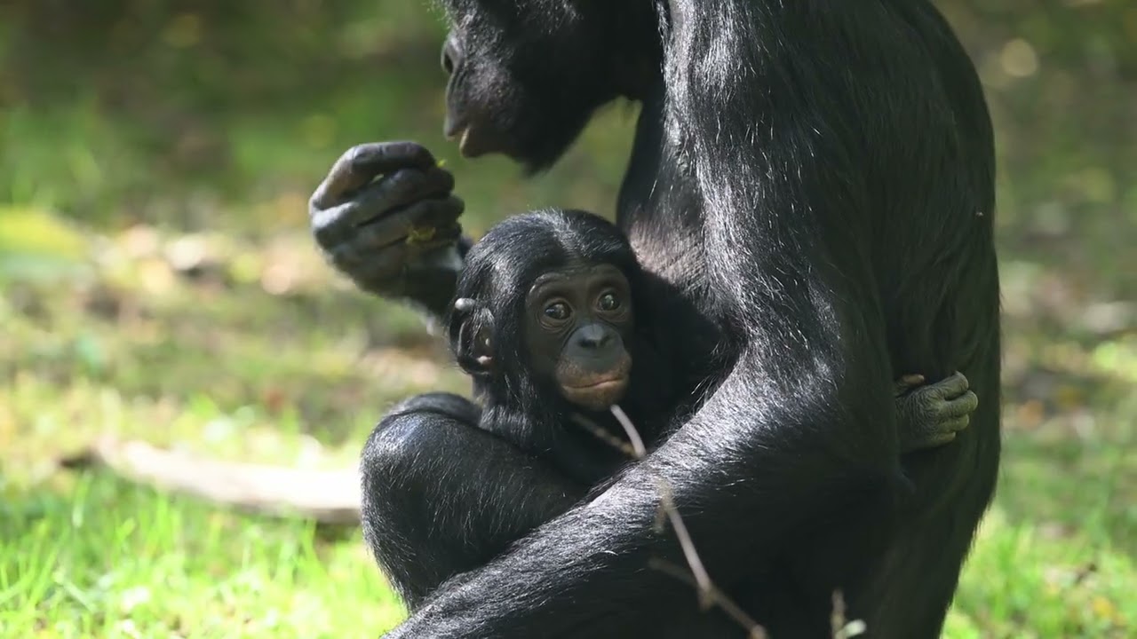 Kölner Zoo Bonobo Kijani