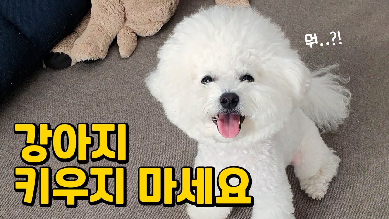 강아지랑 사는 치명적 단점 4가지 (이래서 강아지 키우기 싫어요...)