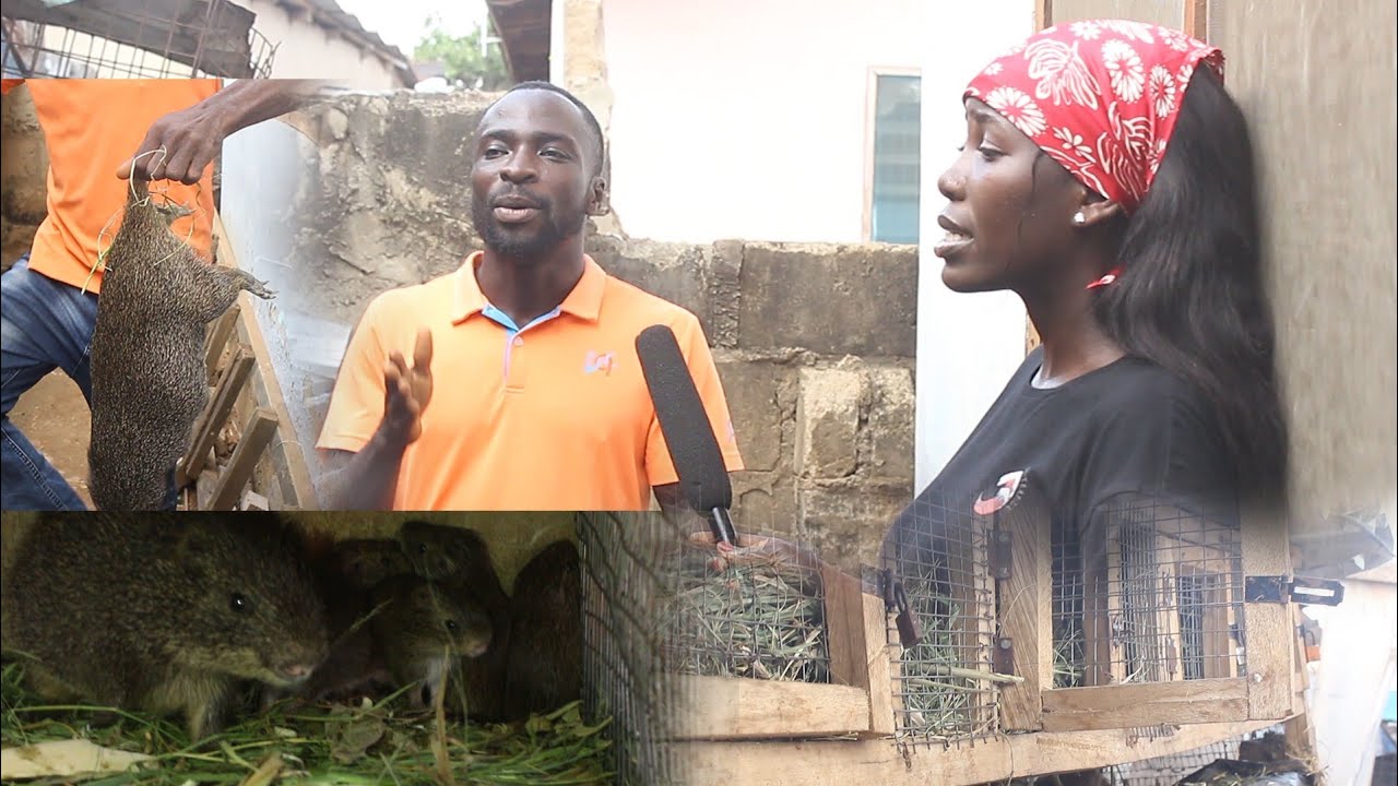 Meet Mr.Richmond the University graduate who engaged himself in Grasscutter farming...