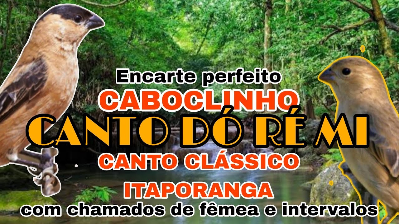 Caboclinho DÓ RÉ MI Professor de CANTO pra ensinar filhotes - Com CHAMADOS de fêmea e intervalos.