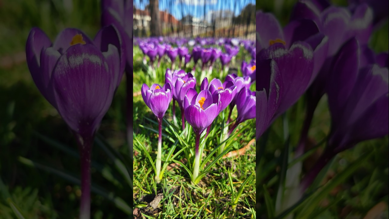 Krokussen in Assen 🌸 Lente in Drenthe
