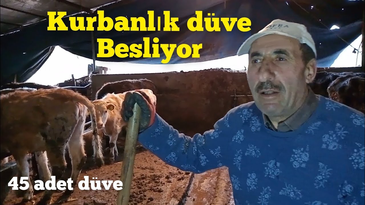 Kurbanlık Düve besliyor Yerli ırk hayvanlardan para kazanıyormu? #hayvancılık #besicilik #çiftlik