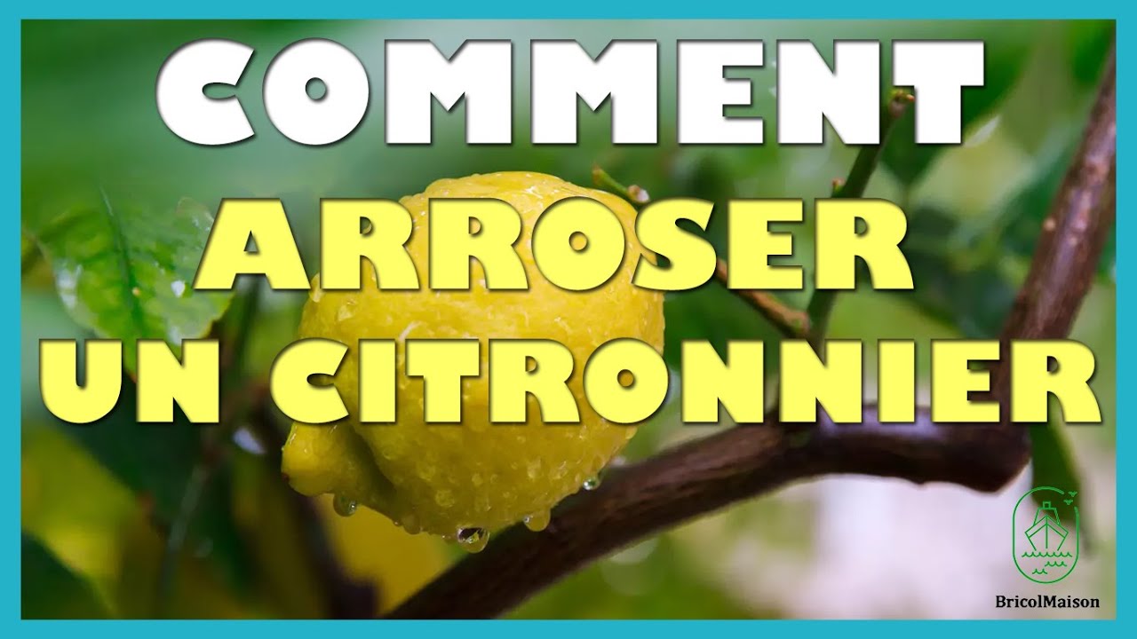 Comment arroser un citronnier