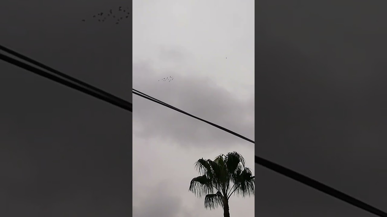 pericos atacando un aguila