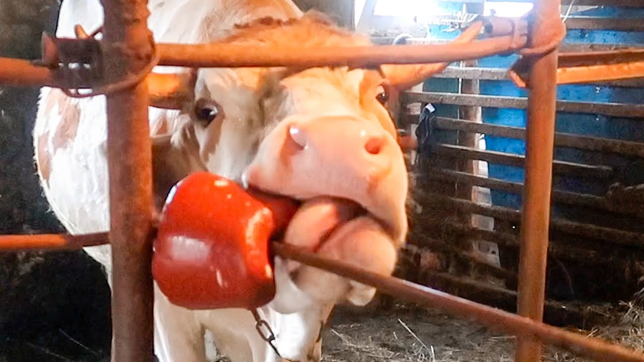 You've Got To See This!