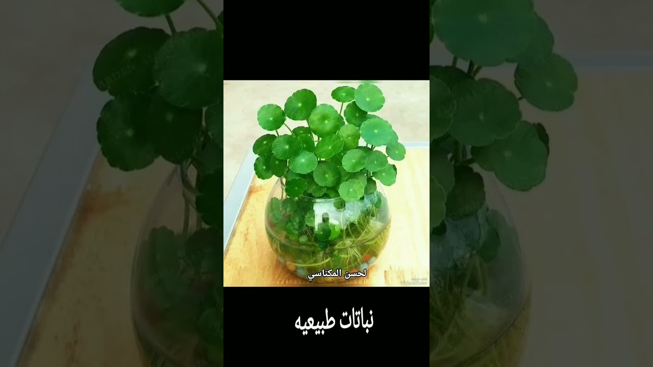 #اكسبلور