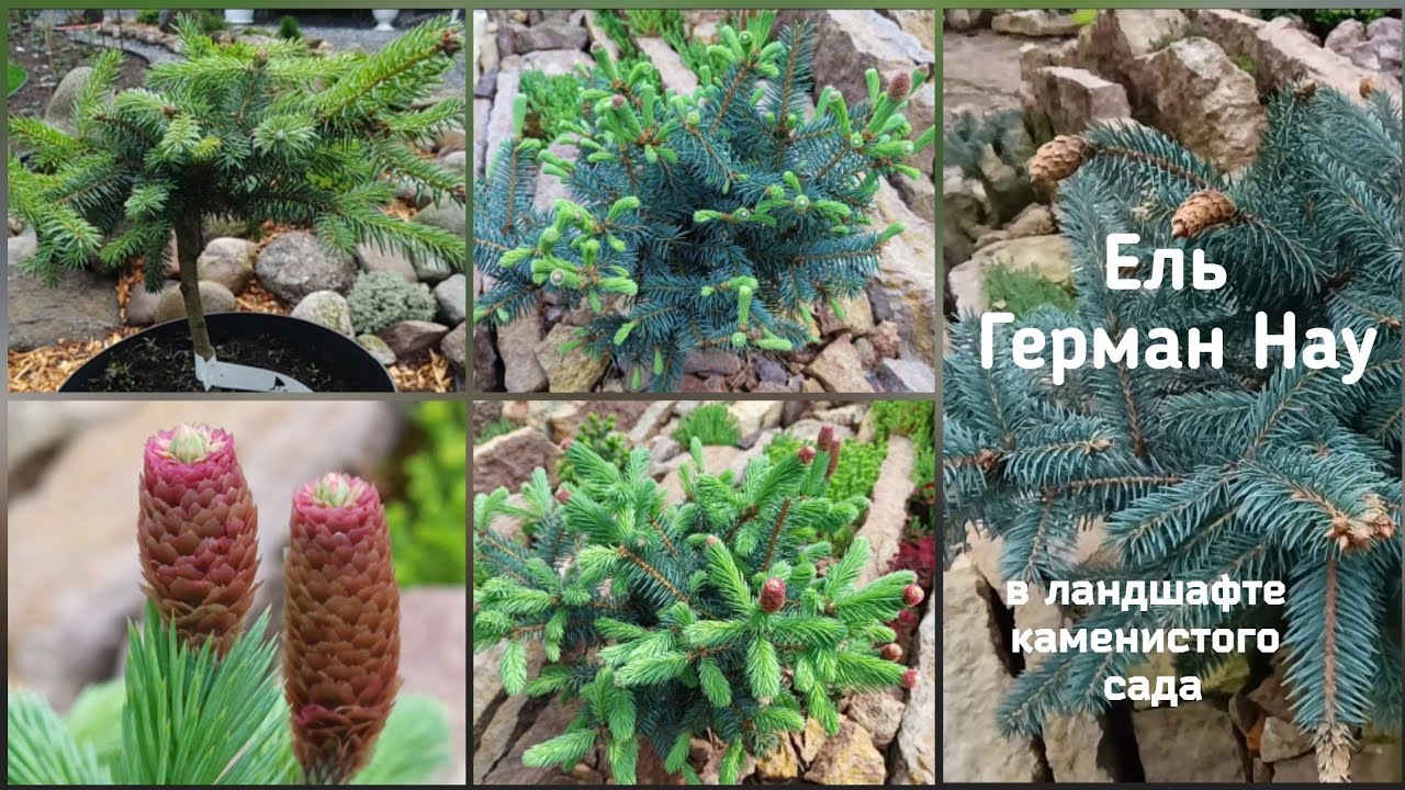 Ель Герман Нау в ландшафте каменистого сада.