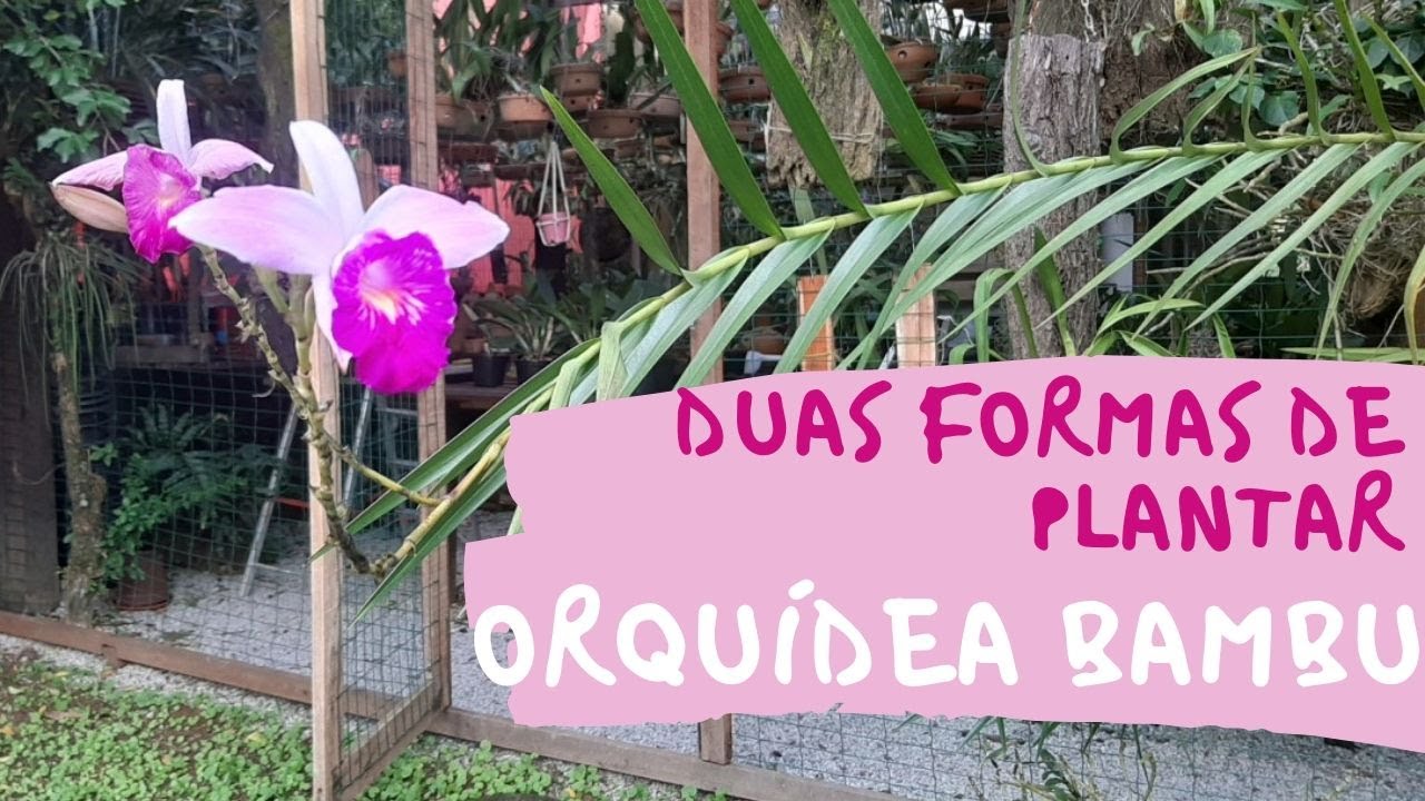 REPLANTE DA ORQUÍDEA BAMBU (ARUNDINA)