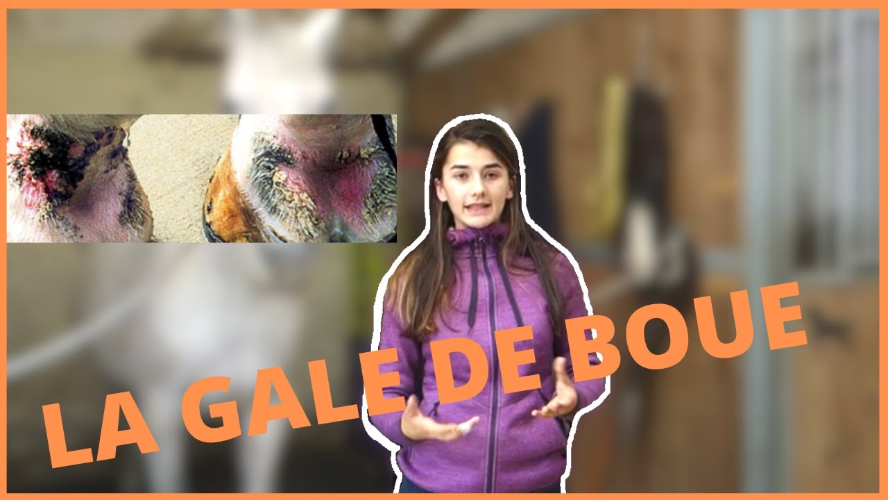 CHEVAL: SOIGNER LA GALE DE BOUE