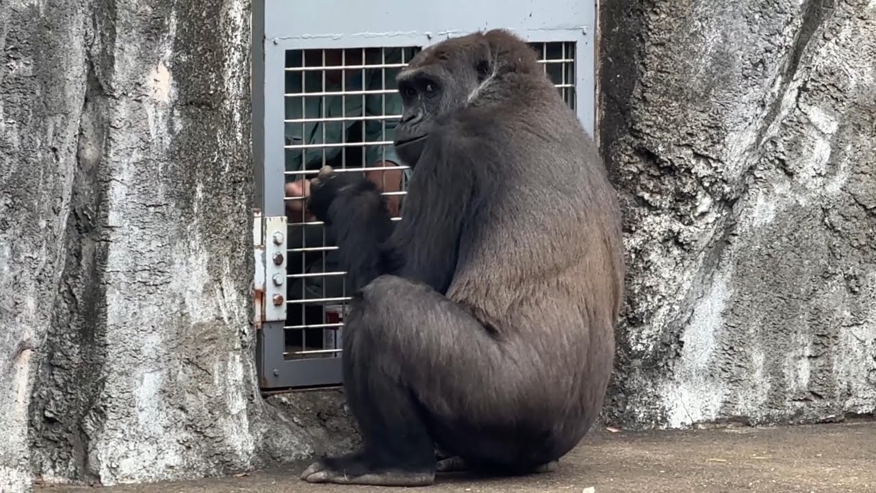 番外編 飼育員さんからおやつをもらうモモカちゃん【番外編】【千葉市動物公園】【‎2025年‎】ゴリラ