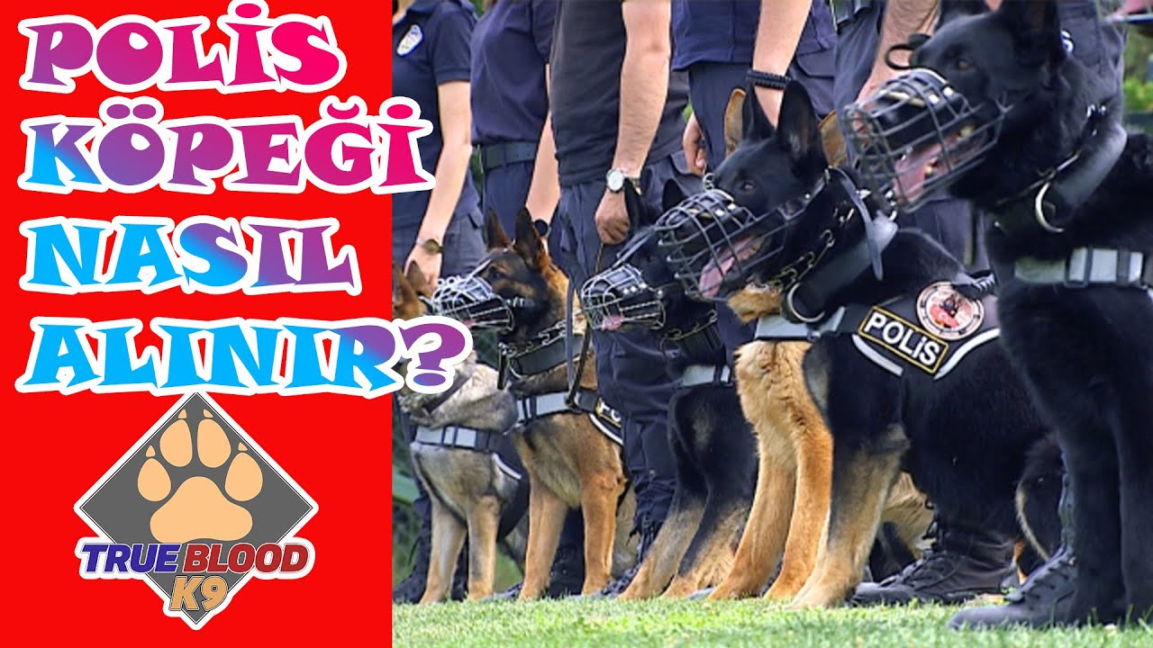 EMNİYETTEN POLİS KÖPEĞİ NASIL SAHİPLENİLİR