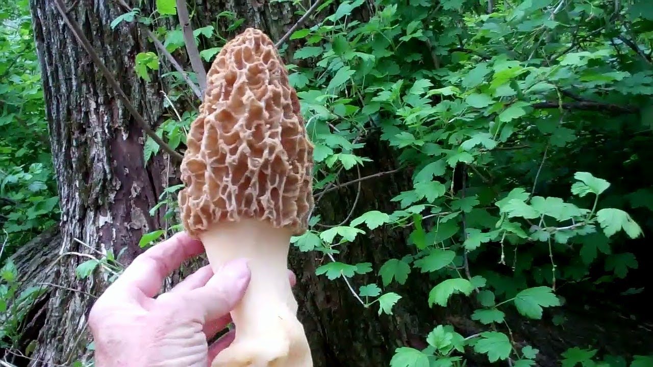 Morel Mushrooms - 