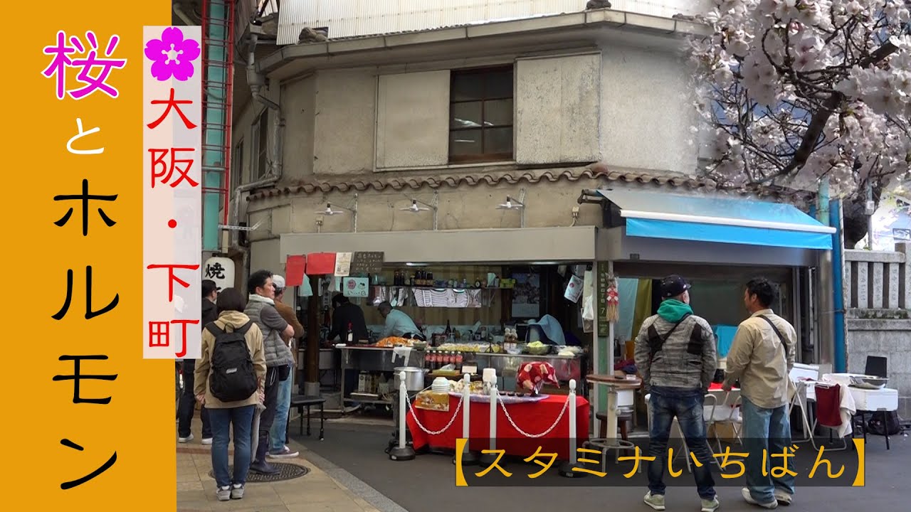 【大阪🌸桜とホルモン】昭和・下町 こだわりの絶品ホルモン、激安５００円！スタミナいちばん Cherry blossoms and grilled offal