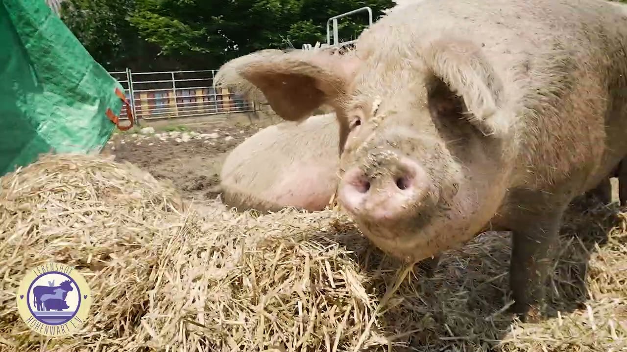 #MissionTierschutz – Lebenshof Hohenwart