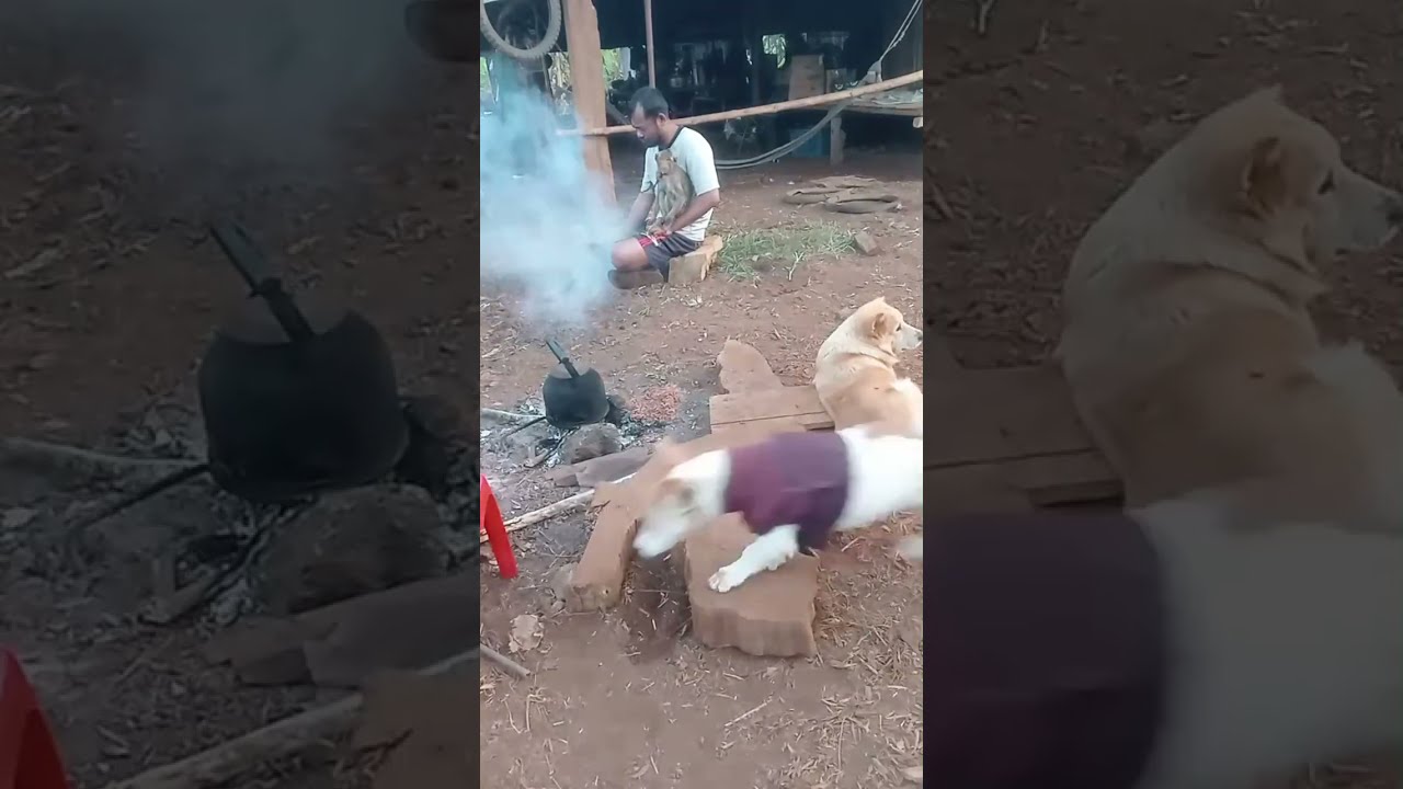 Keeping Monkeys, Cats, and Dogs Warm on Cold Winter Mornings