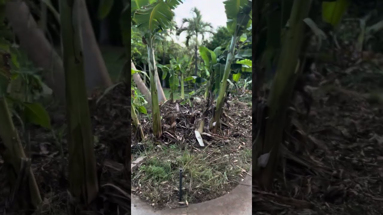 I SPENT FOUR HOURS WEEDING MY APPLE BANANA TREES