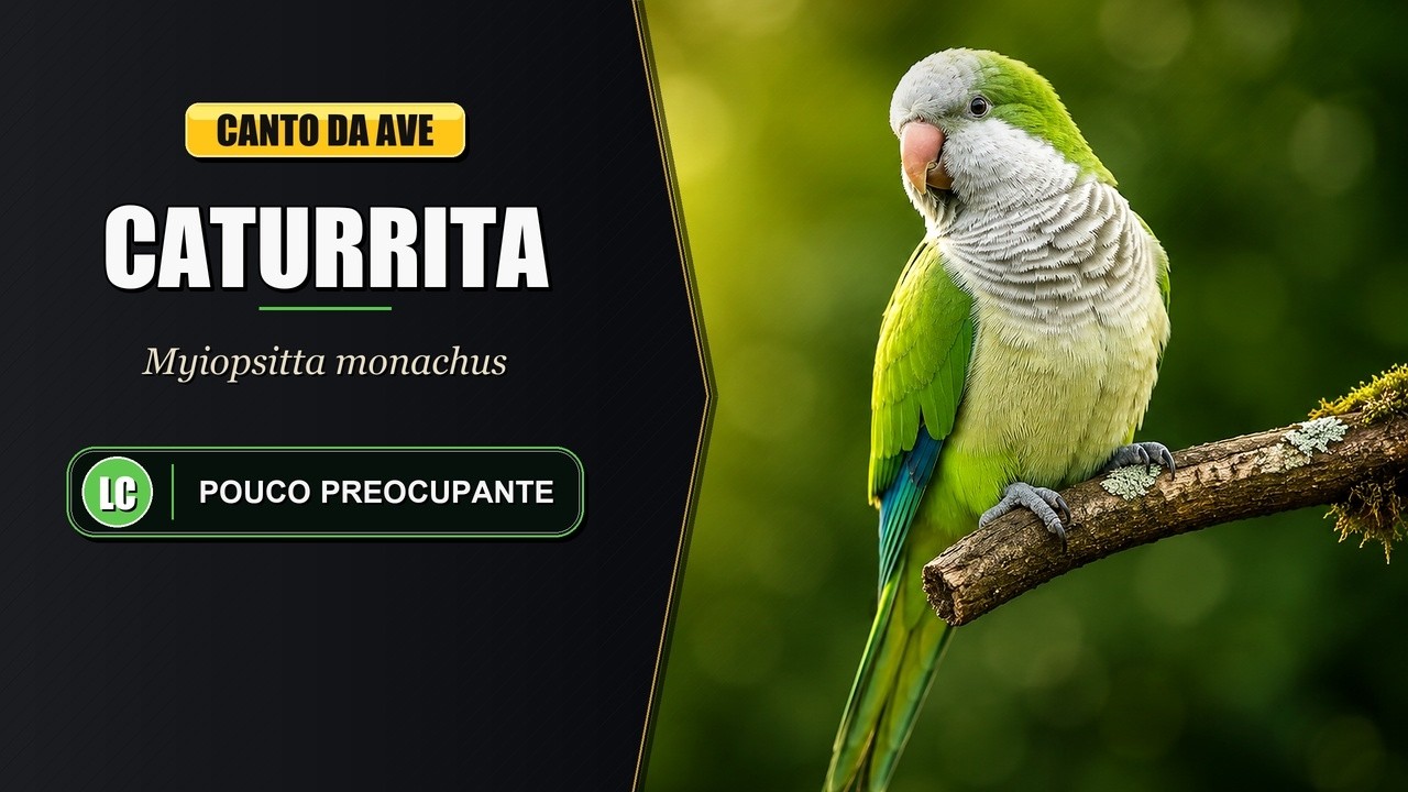 Canto da Caturrita - (Myiopsitta Monachus)