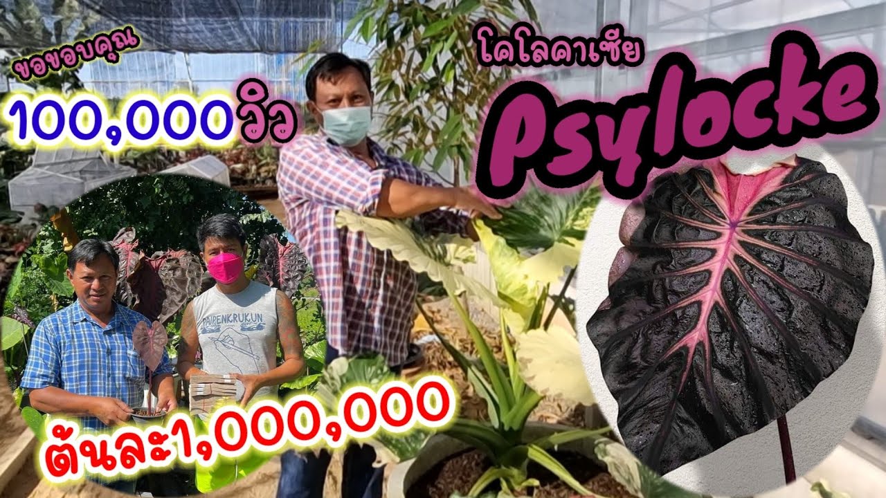 โคโลคาเซีย Psylocke 1,000,000 บาท | วาวา ป่าสัก