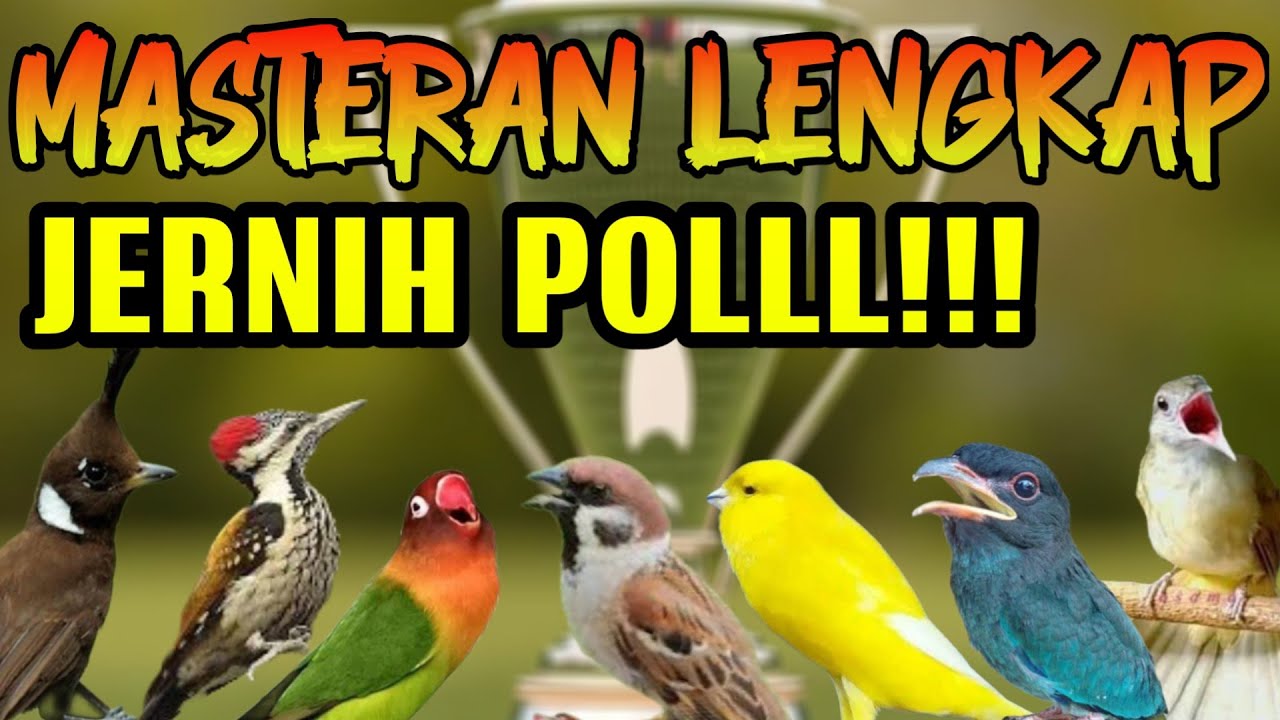 MASTERAN MURAI LENGKAP 7 TEMBAKAN ANDALAN MURAI JUARA .SUARA JERNIH MUDAH DITIRUKAN MURAI TROTOLAN