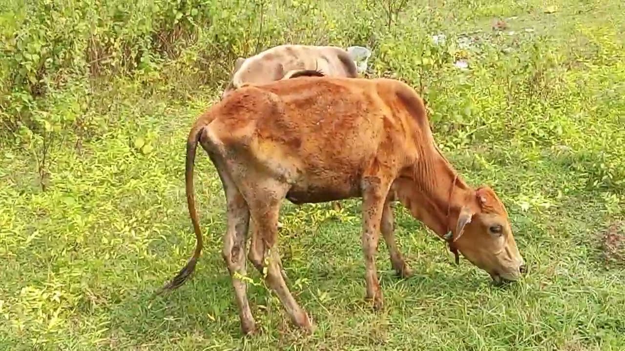 Animal Lovers 😍 | Cow Life Style ⚡ | गाय 🐄
