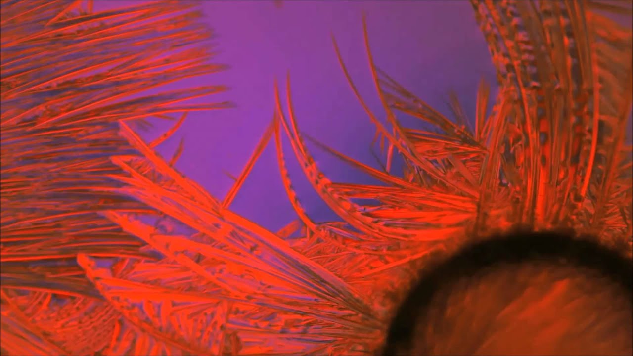 N.D. - PERCEPTIVE (unofficial video)