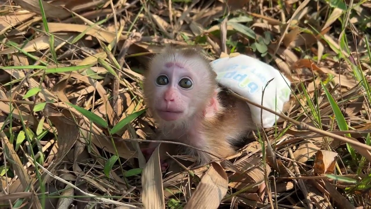 Action at Outside GenZ Monkey......................┗|｀O′|┛