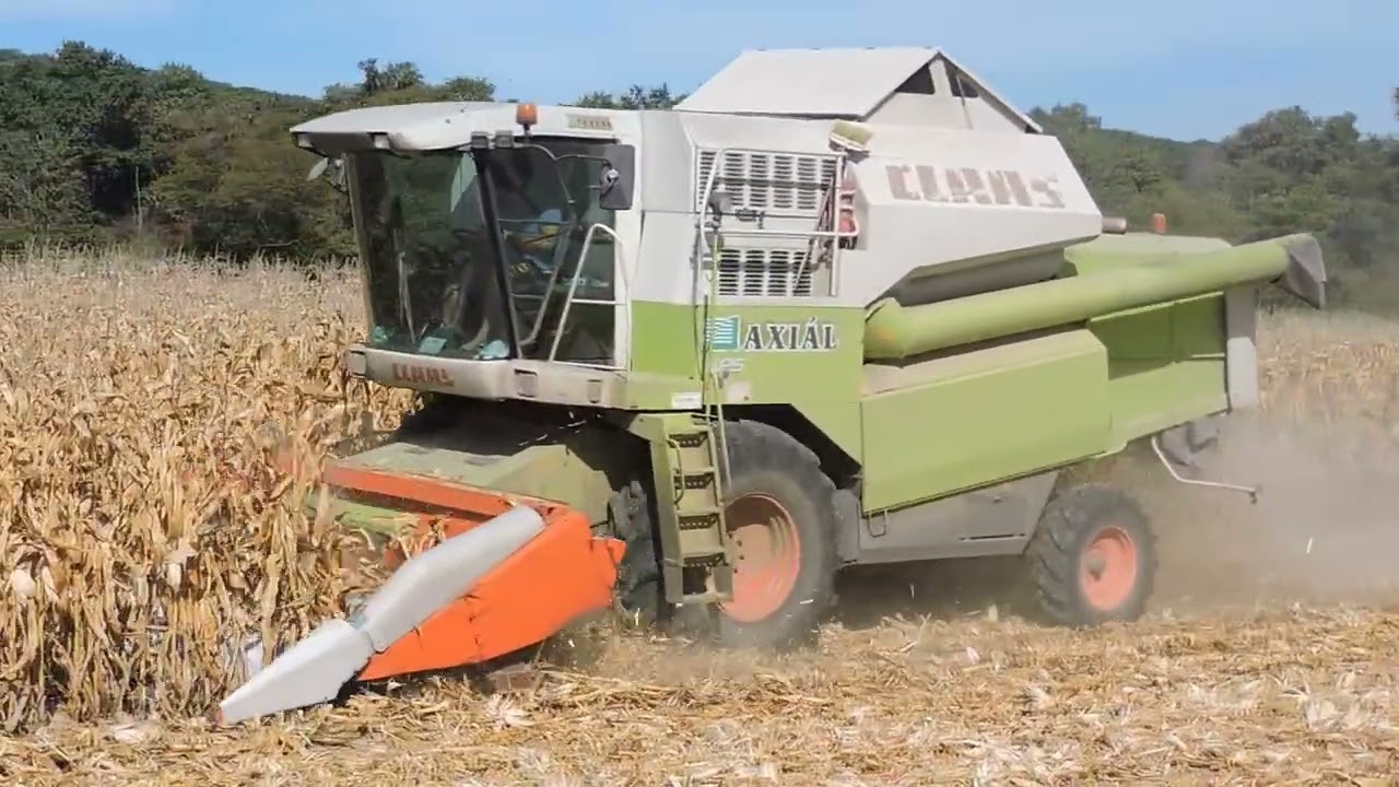 Kukorica és napraforgó aratás 2023 CLAAS ZETOR KUBOTA