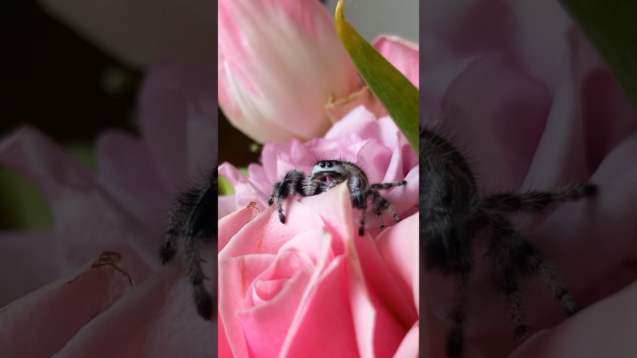 MY PET JUMPING SPIDER/ PHIDIPPUS REGIUS🕷🇨🇭 #spider #araign&eacute;e #tarantula #spinnen #cute #pets #kawaii