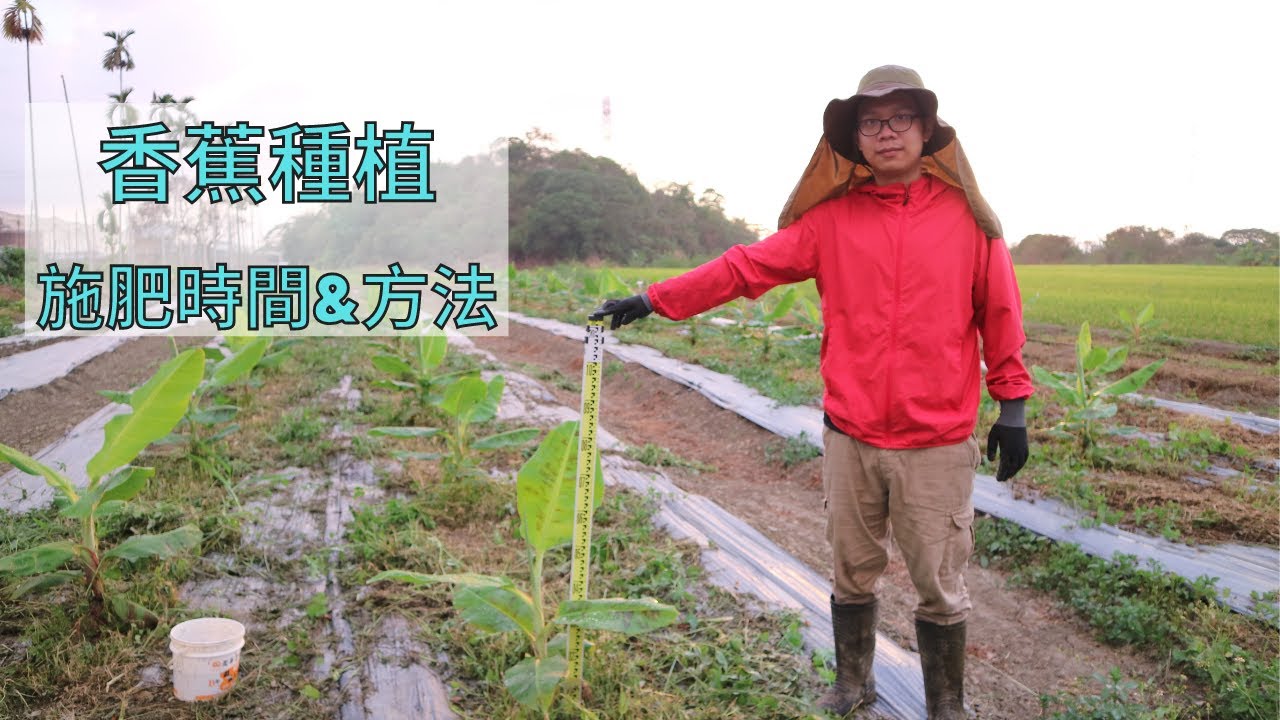 香蕉種植施肥時間&方法｜教學