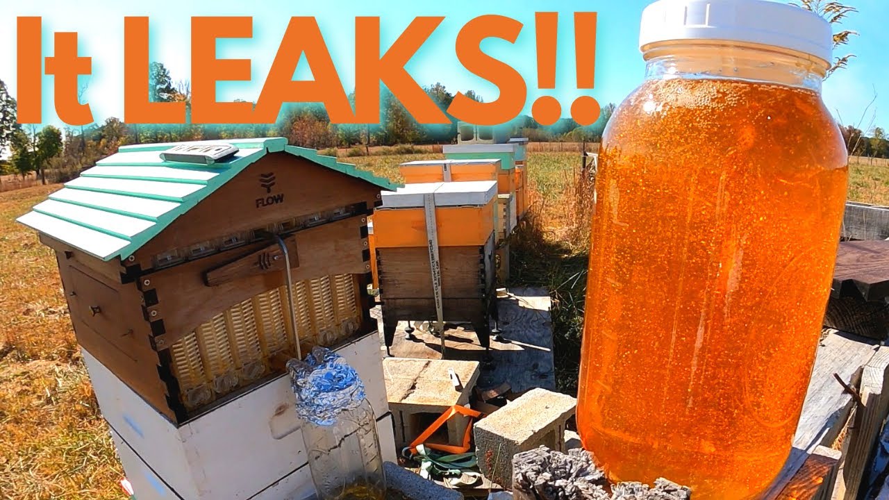 Flow Hive Honey Harvest: LEAKING HONEY Onto The Bees!! | Practical Solutions to User Error