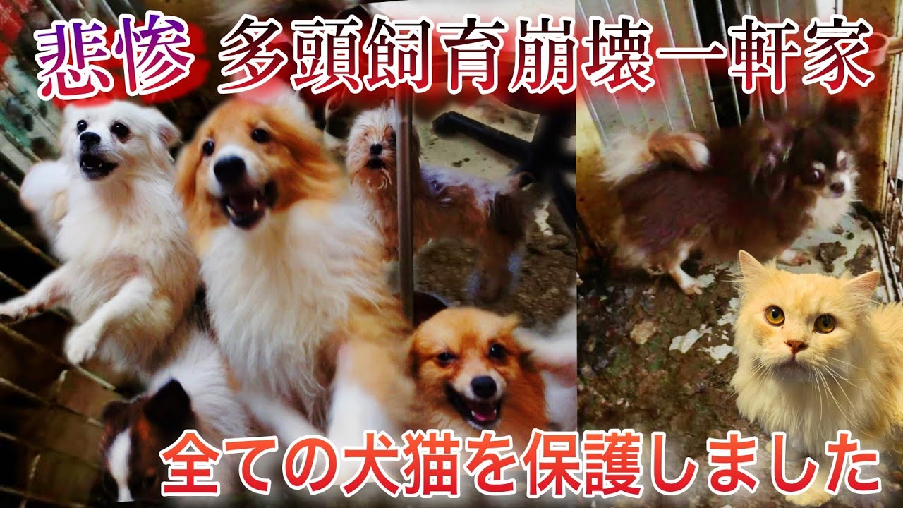 悲惨…多頭飼育崩壊の一軒家からレスキュー依頼。全ての犬猫を保護してきました。