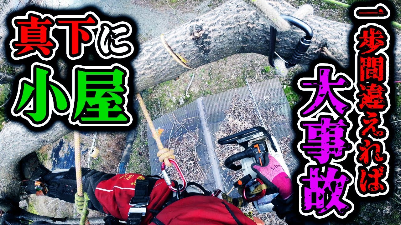 【超危険】真下に小屋！一歩間違えれば大事故の高所作業｜細い枝を渡る「リムウォーク」がマジで怖い...【高所作業】