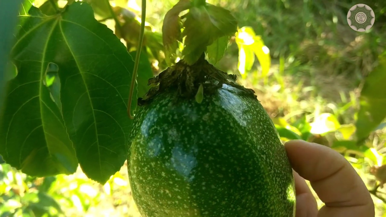 Cultura do MARACUJÁ: Insetos que causam danos à produção